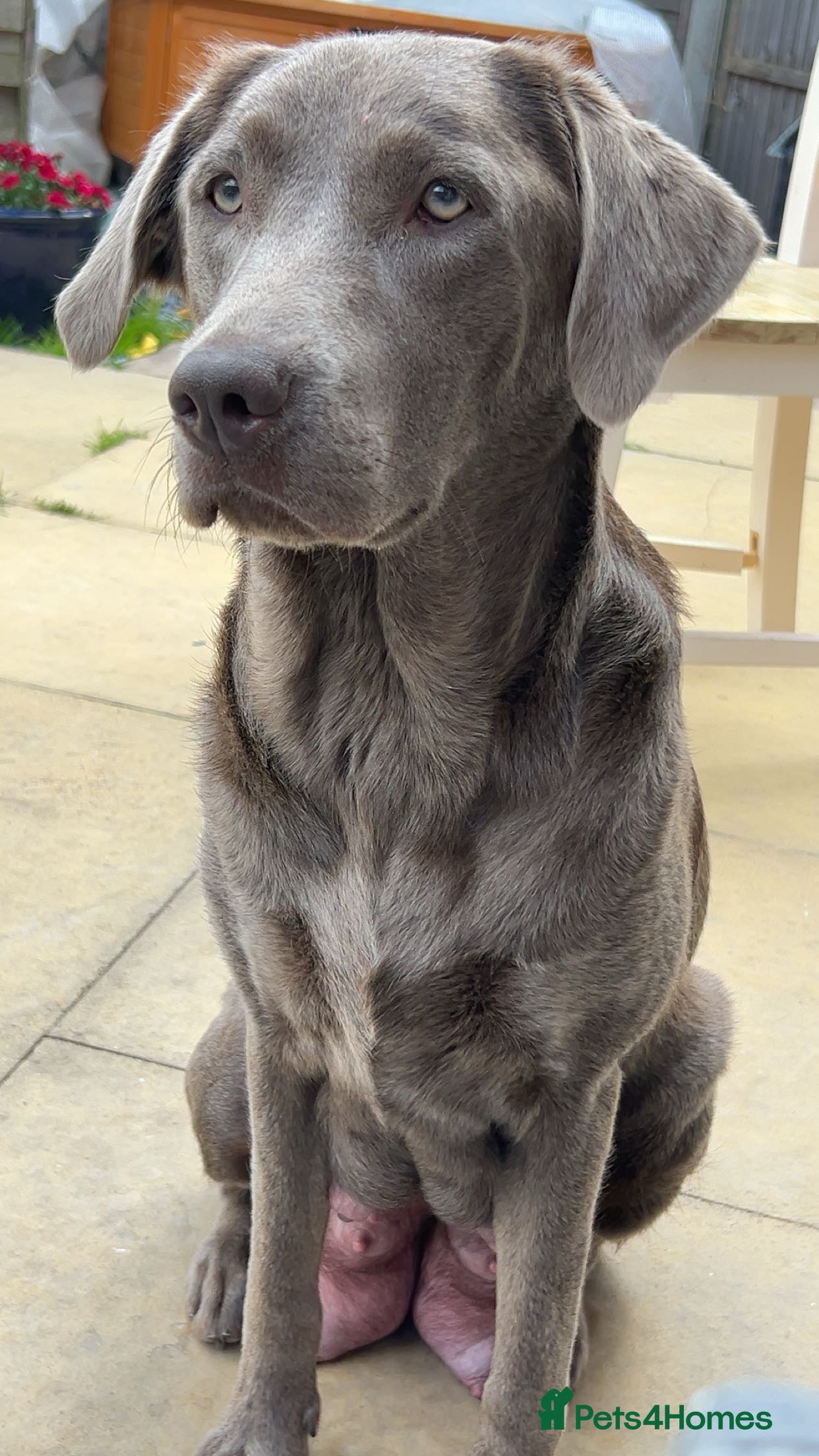 Labrador Retriever dogs Female silver Labradors  *READY TO LEAVE* - Advert 3
