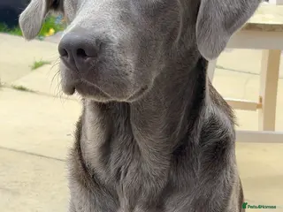 Labrador Retriever dogs Female silver Labradors *READY TO LEAVE* - Advert 3