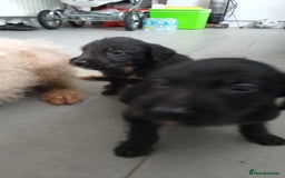 Mixed Breed dogs for sale: Bedlington whippet dog pup blue rough coated - Image 1