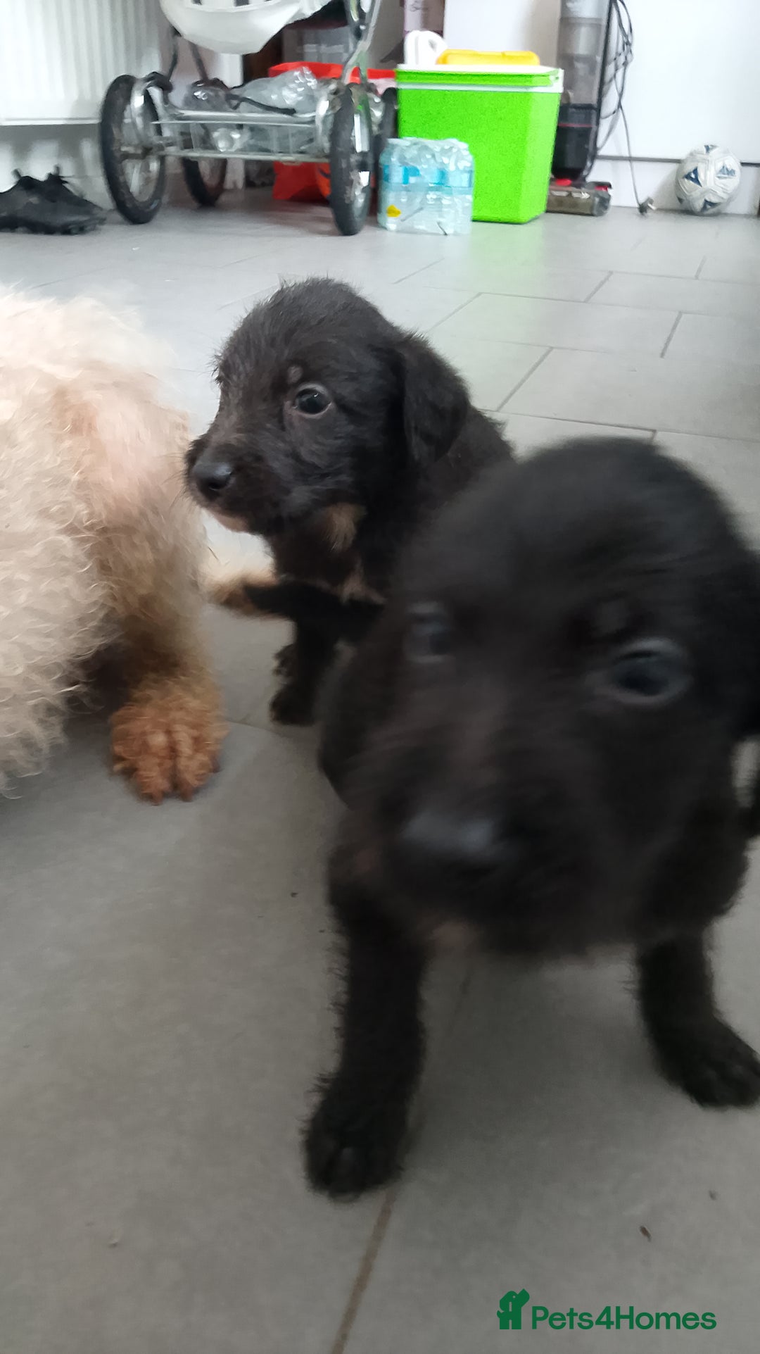 Mixed Breed dogs for sale: Bedlington whippet dog pup blue rough coated - Image 1