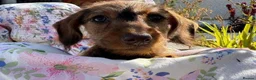Miniature Dachshund dogs for sale: Boy and girl miniature wire haired dachshund  - Advert 2