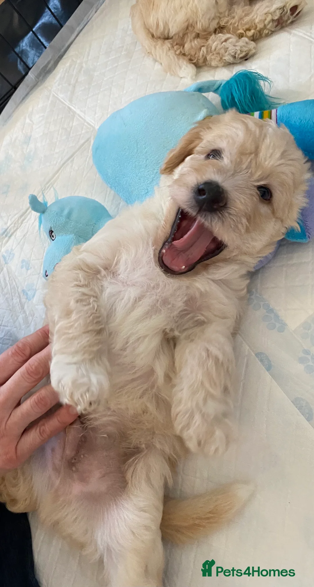 Labradoodle dogs for stud: Multigen/F3b Labradoodle Stud in Calne - Advert 6