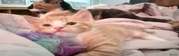 Mixed Breed cats for sale: Beautiful Kittens looking for Forever Homes 🐾 - Advert 11