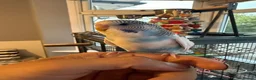 Budgerigars birds for sale: 2 baby budgies with cage  - Advert 3