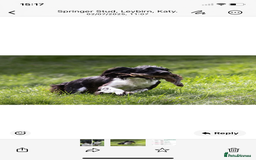 English Springer Spaniel dogs for sale: English Springer Spaniels  - Image 2