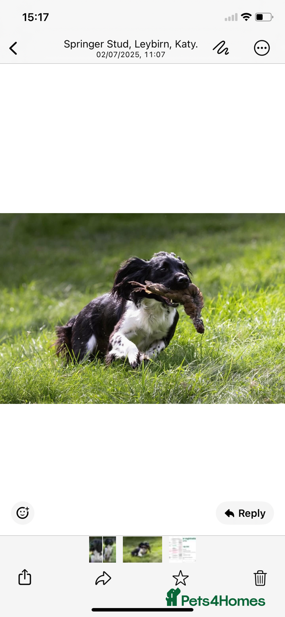 English Springer Spaniel dogs for sale: English Springer Spaniels  - Image 2