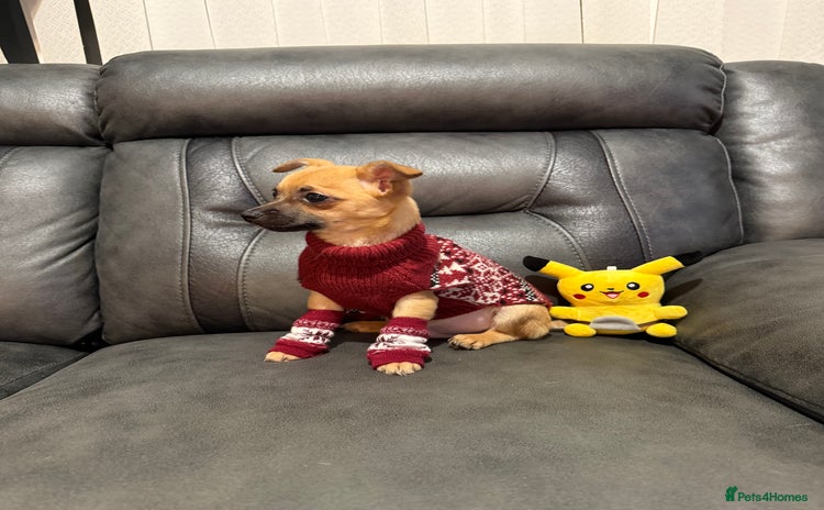 Chihuahua dogs - Advert 1