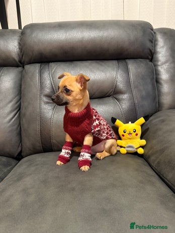 Chihuahua dogs - Advert 1