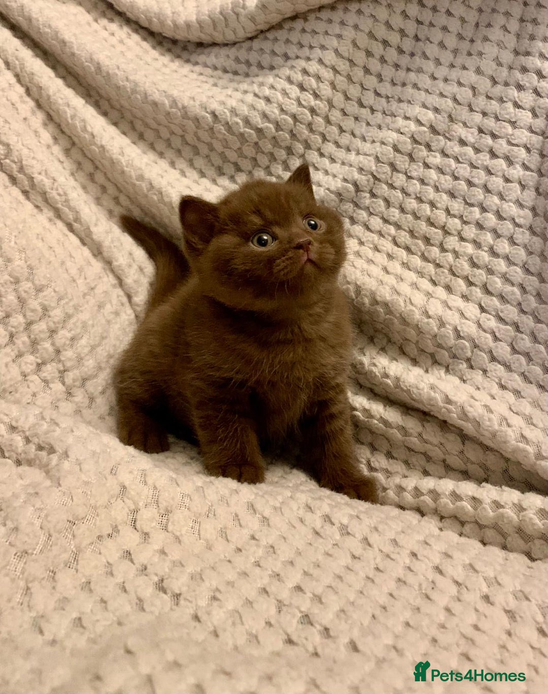 British Shorthair cats for sale: GCCF British shorthair kittens  - Advert 27