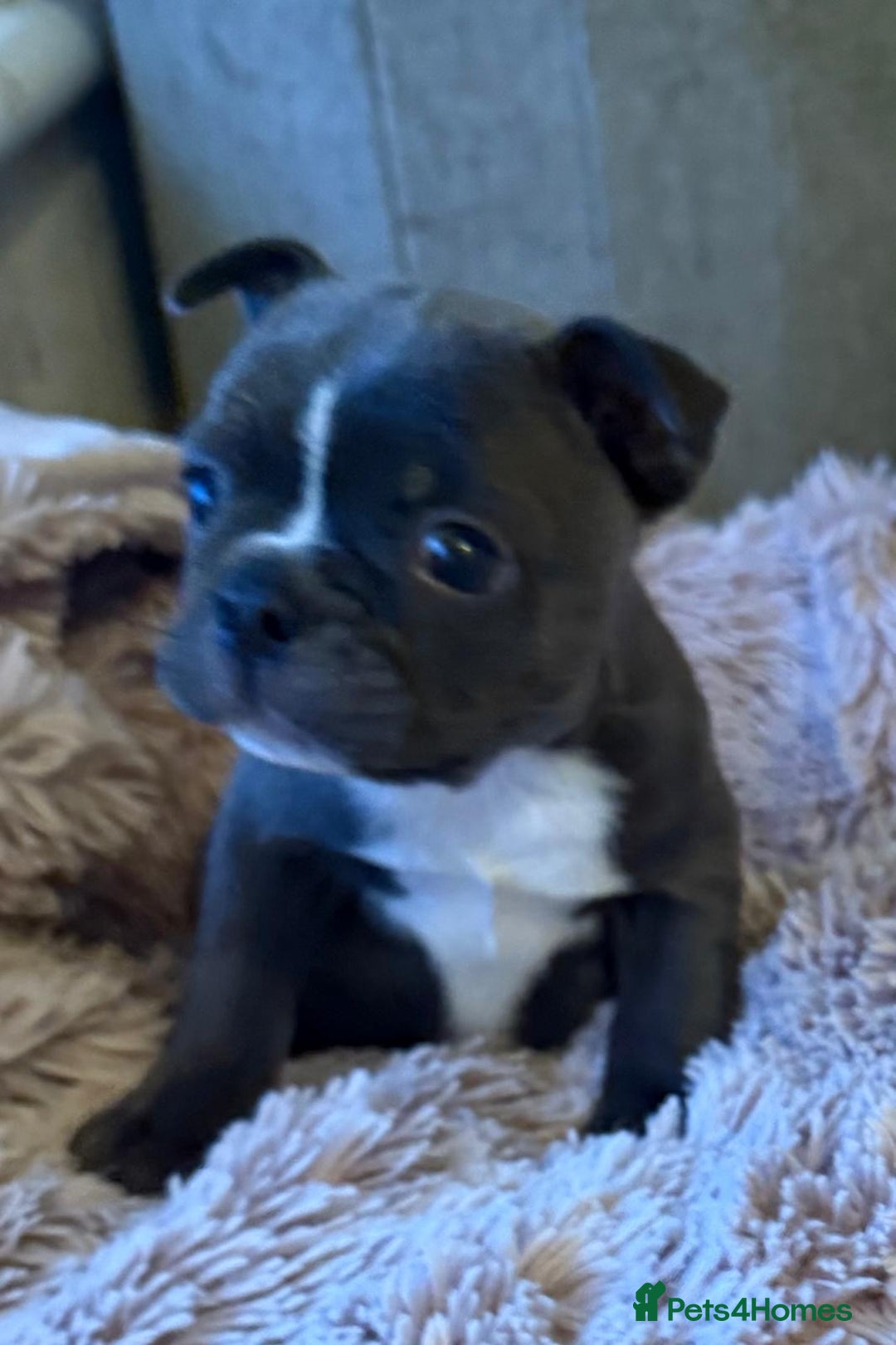 Boston Terrier dogs for sale: Boston puppies - Advert 6