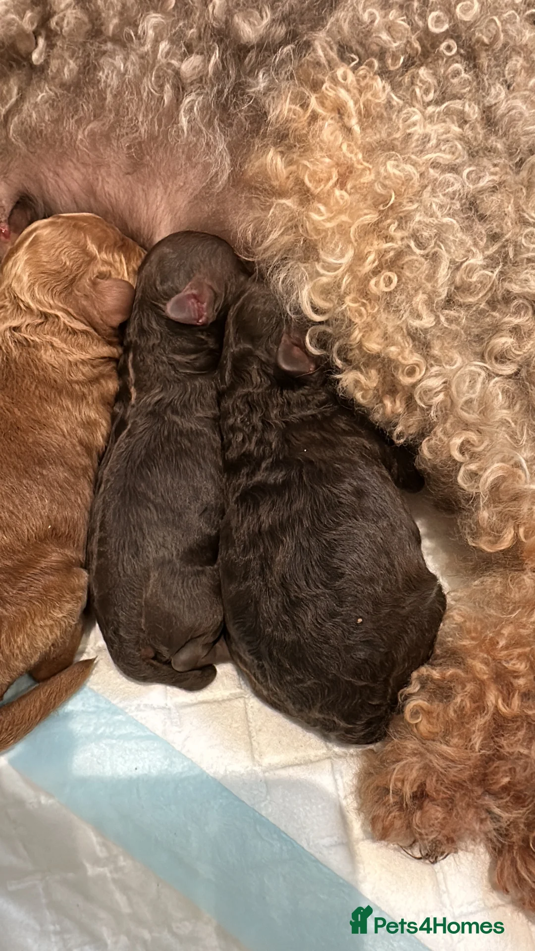 Cavapoo dogs for stud: Premium Cavapoo Chocolate Phantom Parti Stud  in Rickmansworth - Advert 11