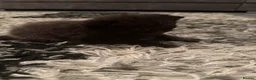 Domestic Shorthair cats for sale: 1 female & 1 male domestic shorthair kittens  - Advert 8