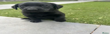 Labrador Retriever Puppy 2
