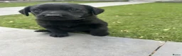 Labrador Retriever dogs for sale: Working Labs  - Advert 19