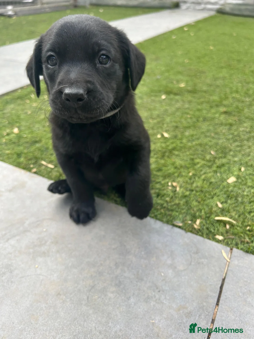 Labrador Retriever dogs for sale: Working Labs  - Advert 19