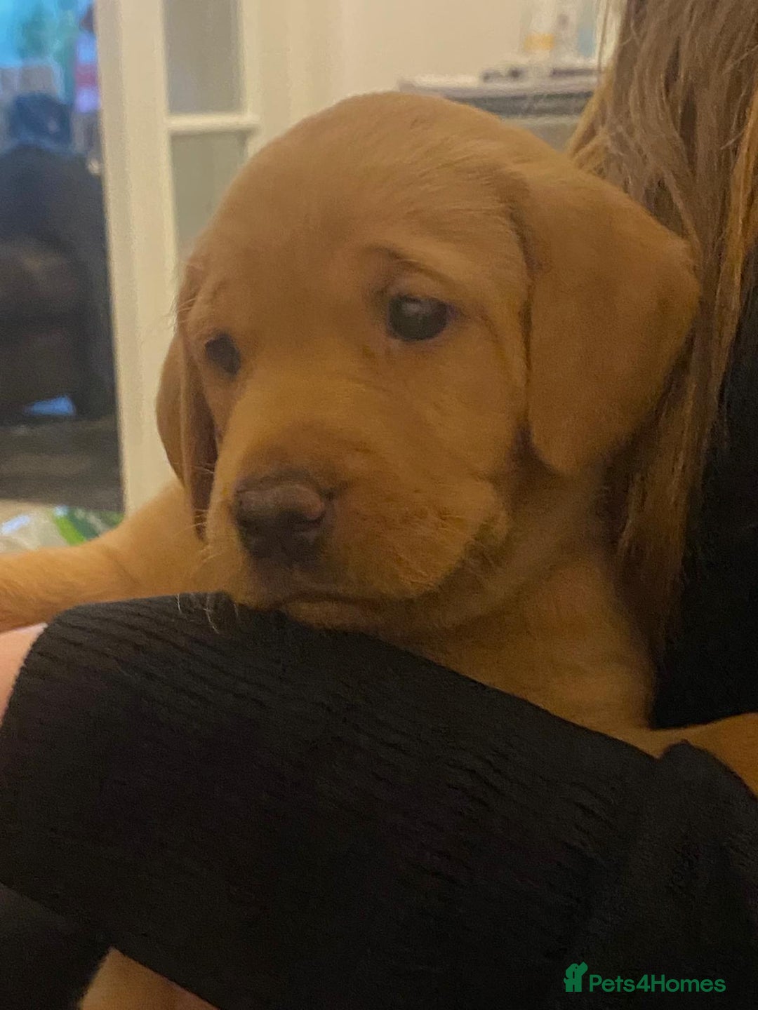 Labrador Retriever dogs for sale: Fox red labrador pups Glasgow  - Advert 36