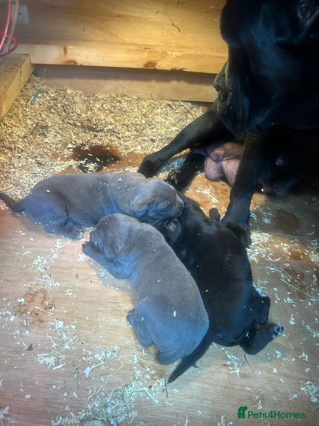 Cane Corso dogs for sale: Cane corso puppies  - Advert 2