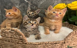 Mixed Breed cats for sale: Beautiful kittens  - Image 21