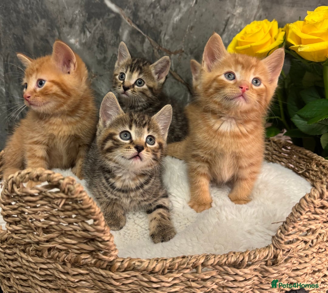 Mixed Breed cats for sale: Beautiful kittens  - Image 21