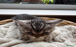 British Shorthair cats for sale: Gorgeous British Shorthair Kittens   - Image 21