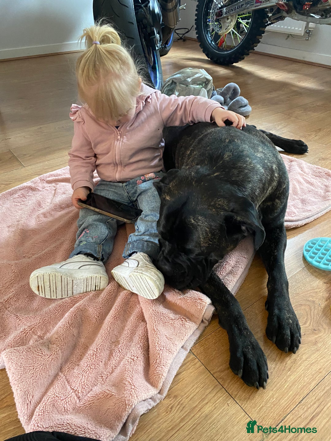 Cane Corso dogs for sale: Bruno  - Advert 2