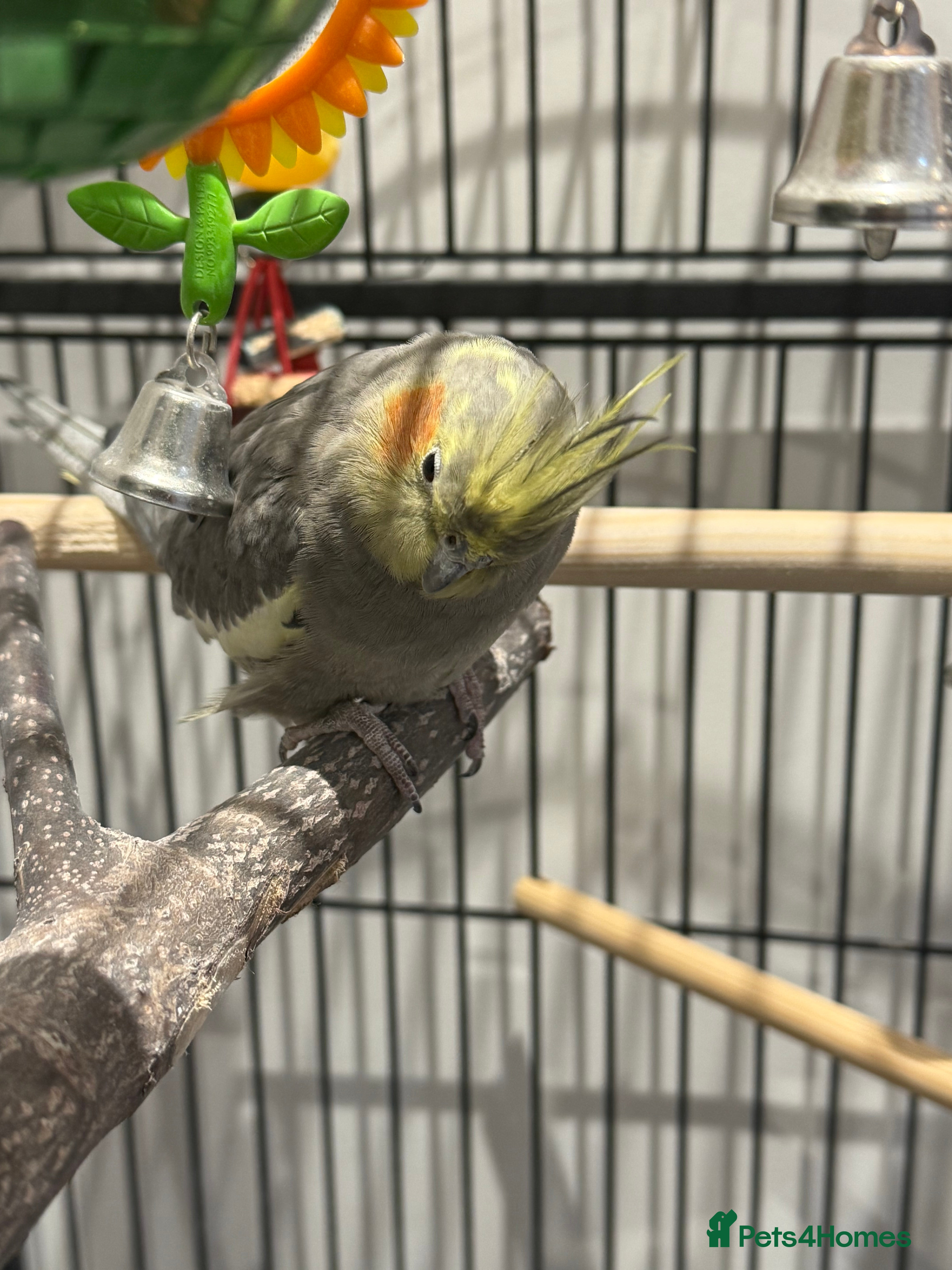 Cockatiels birds Donating  - Advert 22