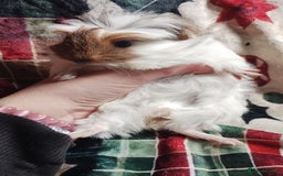 Guinea Pig rodents for sale: Very cute pair of boy guinea pigs ready now  - Advert 9