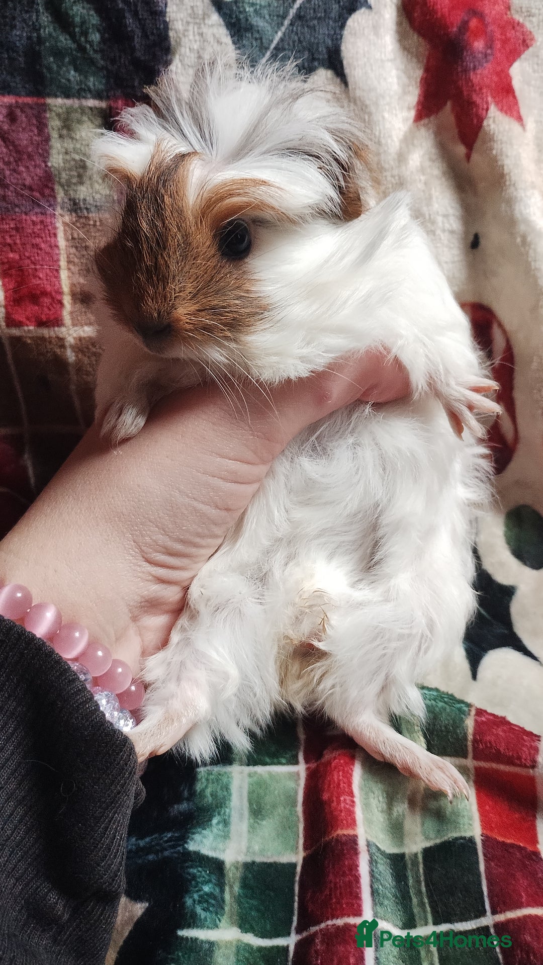 Guinea Pig rodents for sale: Very cute pair of boy guinea pigs ready now  - Advert 9