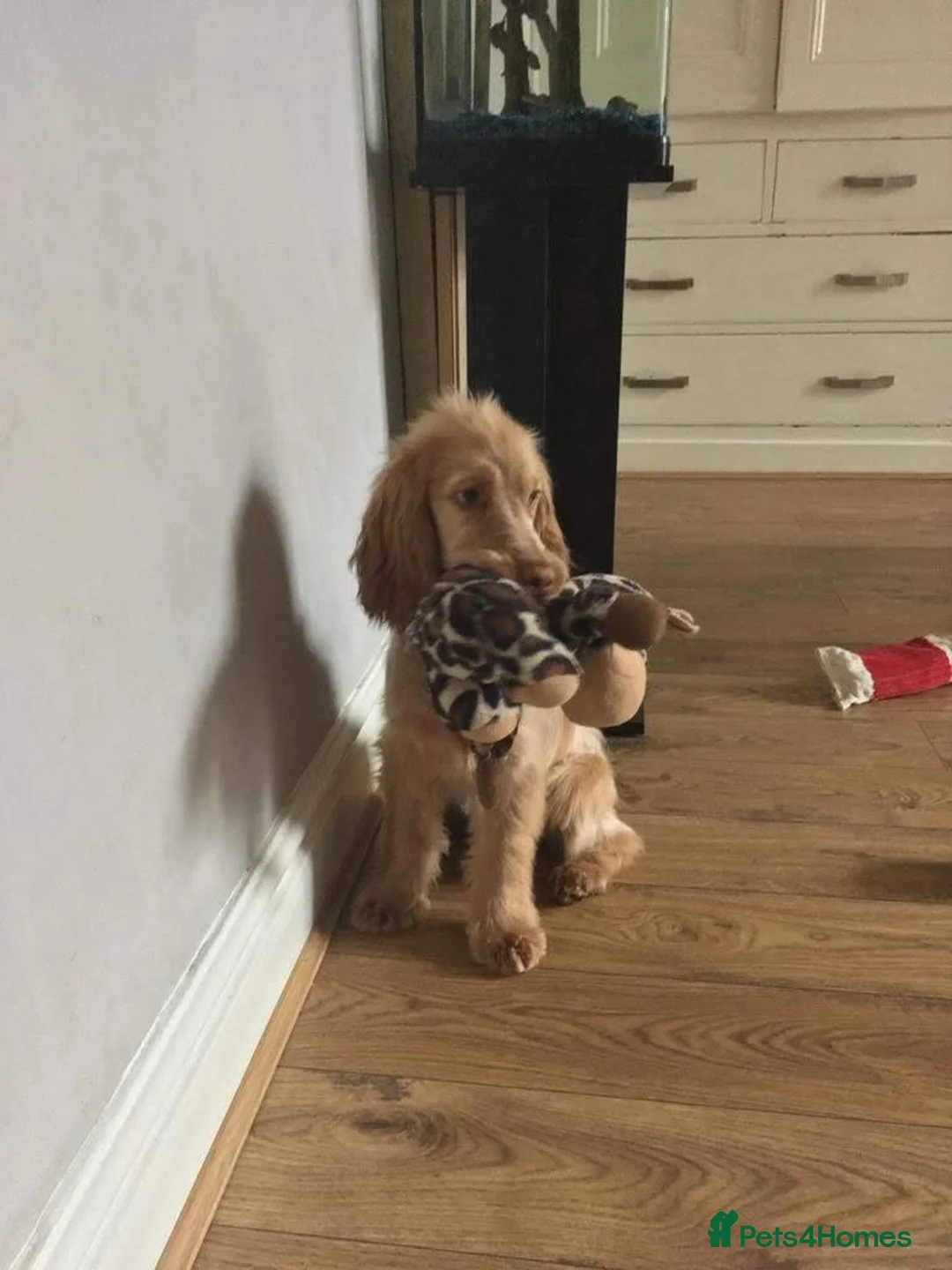 Cocker Spaniel dogs for stud: Proven Handsome Show Cocker Spaniel For Stud in Rochdale - Advert 19