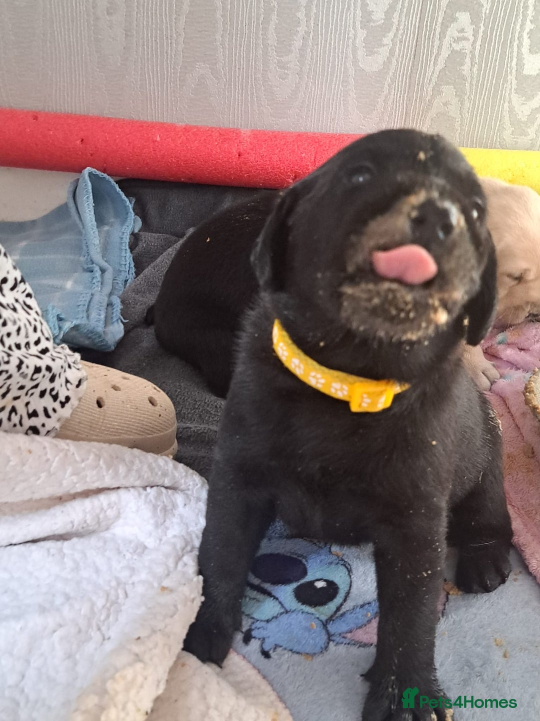 Labrador Retriever dogs for sale:  Labrador pups - Image 4
