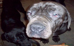 Cane Corso dogs for sale: Beautiful Cane Corso puppies for sale. - Advert 6