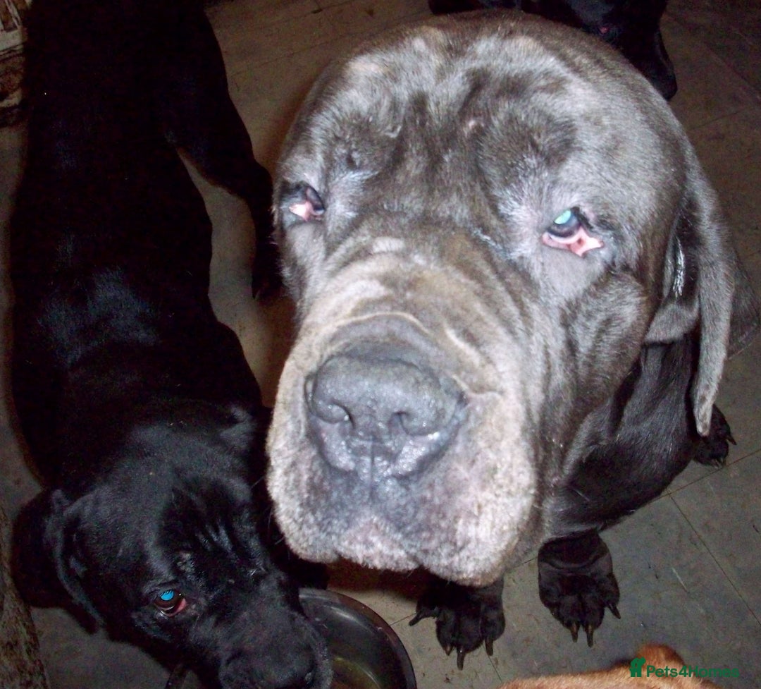 Cane Corso dogs for sale: Beautiful Cane Corso puppies for sale. - Advert 6