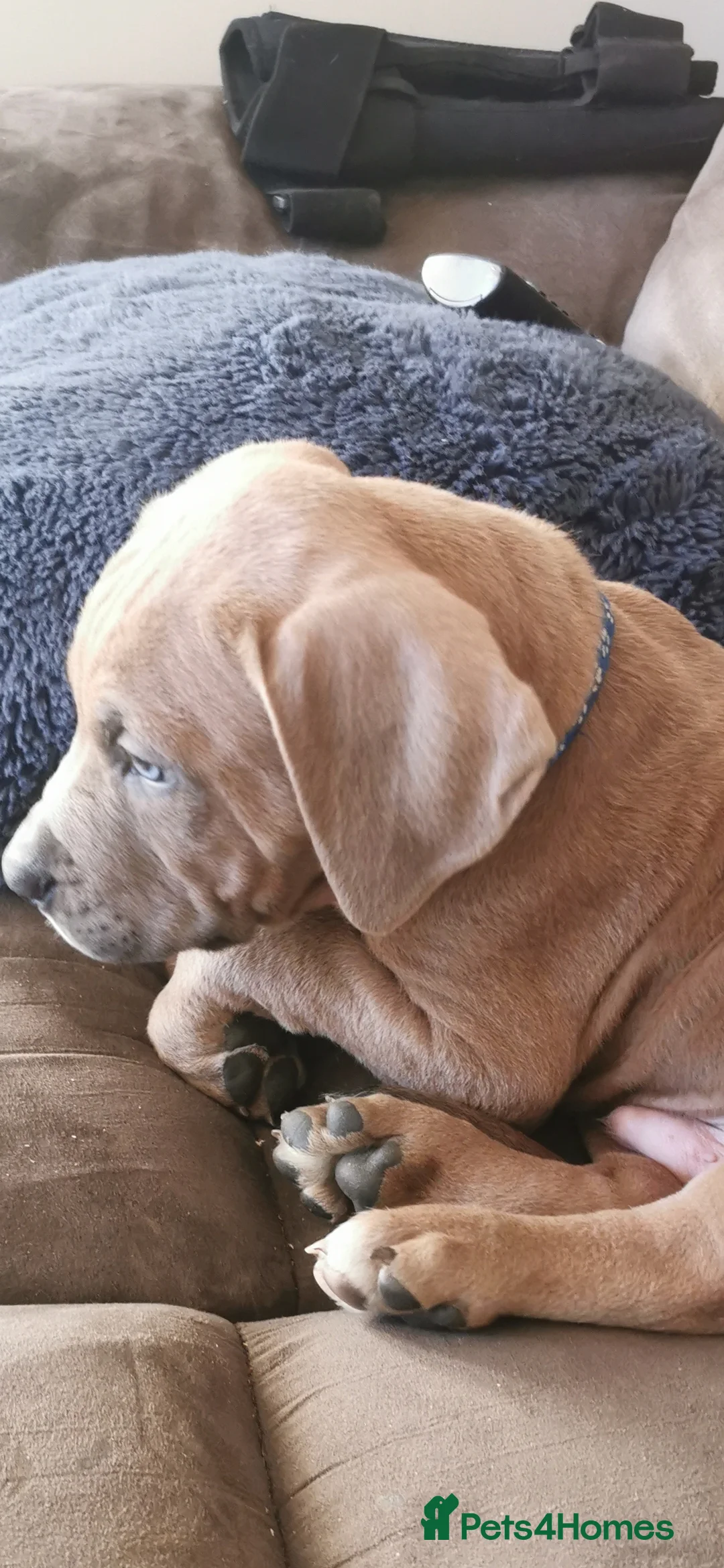 Cane Corso dogs for sale: Cane corso puppies - Advert 3