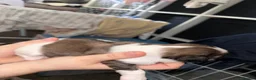 Shih Tzu dogs for sale: Imperial Shih Tzu X Shorkie Puppies!! - Advert 25