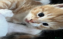 Mixed Breed cats for sale: Affectionate playful kittens - Image 8