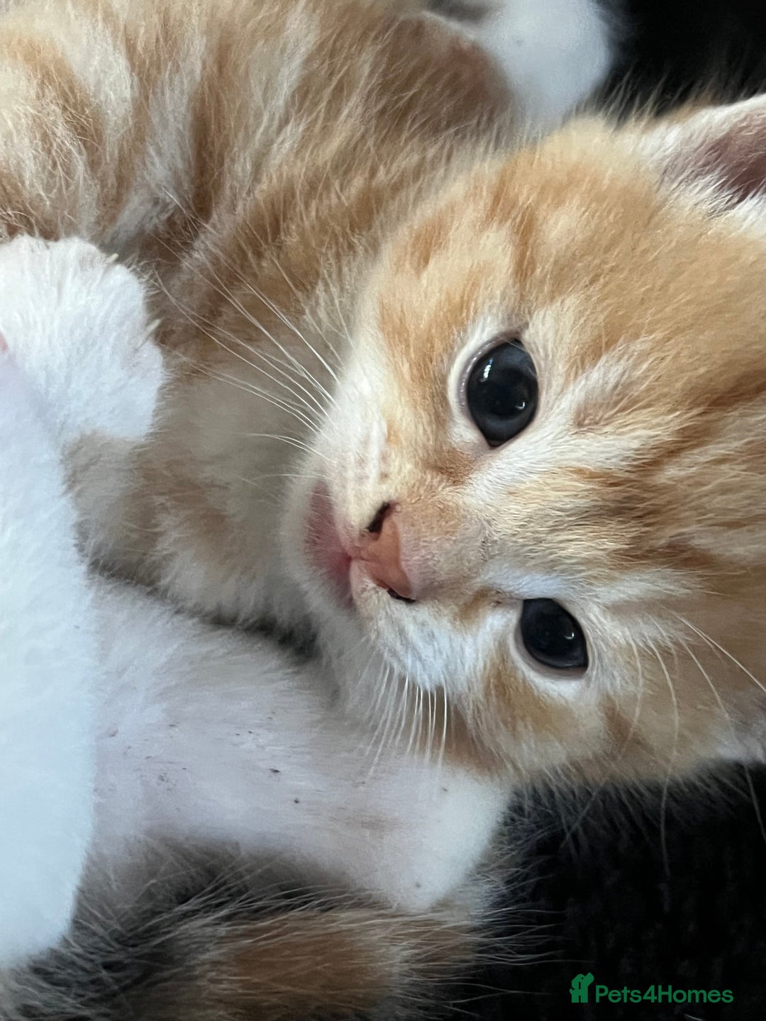 Mixed Breed cats for sale: Affectionate playful kittens - Image 8