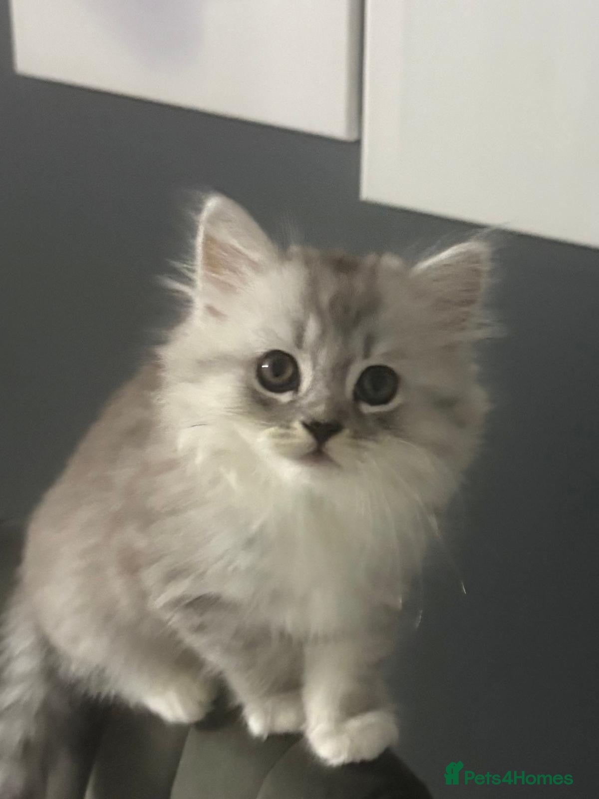 Mixed Breed cats BRITISH LONGHAIR × DOLLY FACE PERSIAN CHINCHILLA - Advert 2