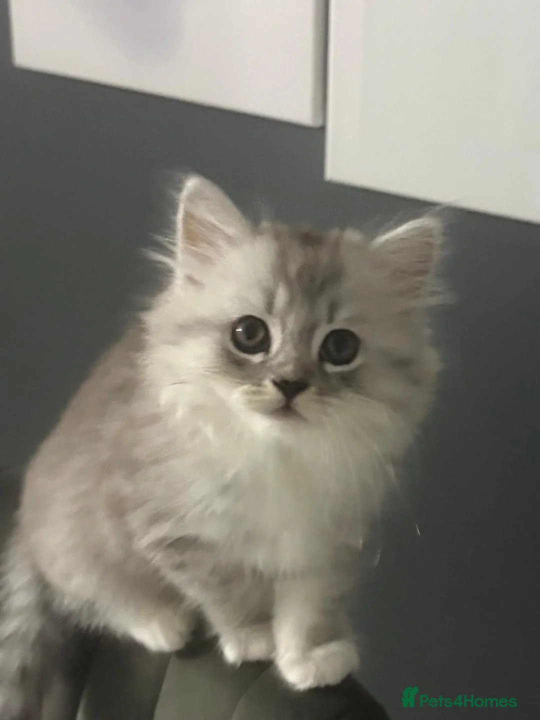 Mixed Breed cats for sale: BRITISH LONGHAIR × DOLLY FACE PERSIAN CHINCHILLA - Advert 2
