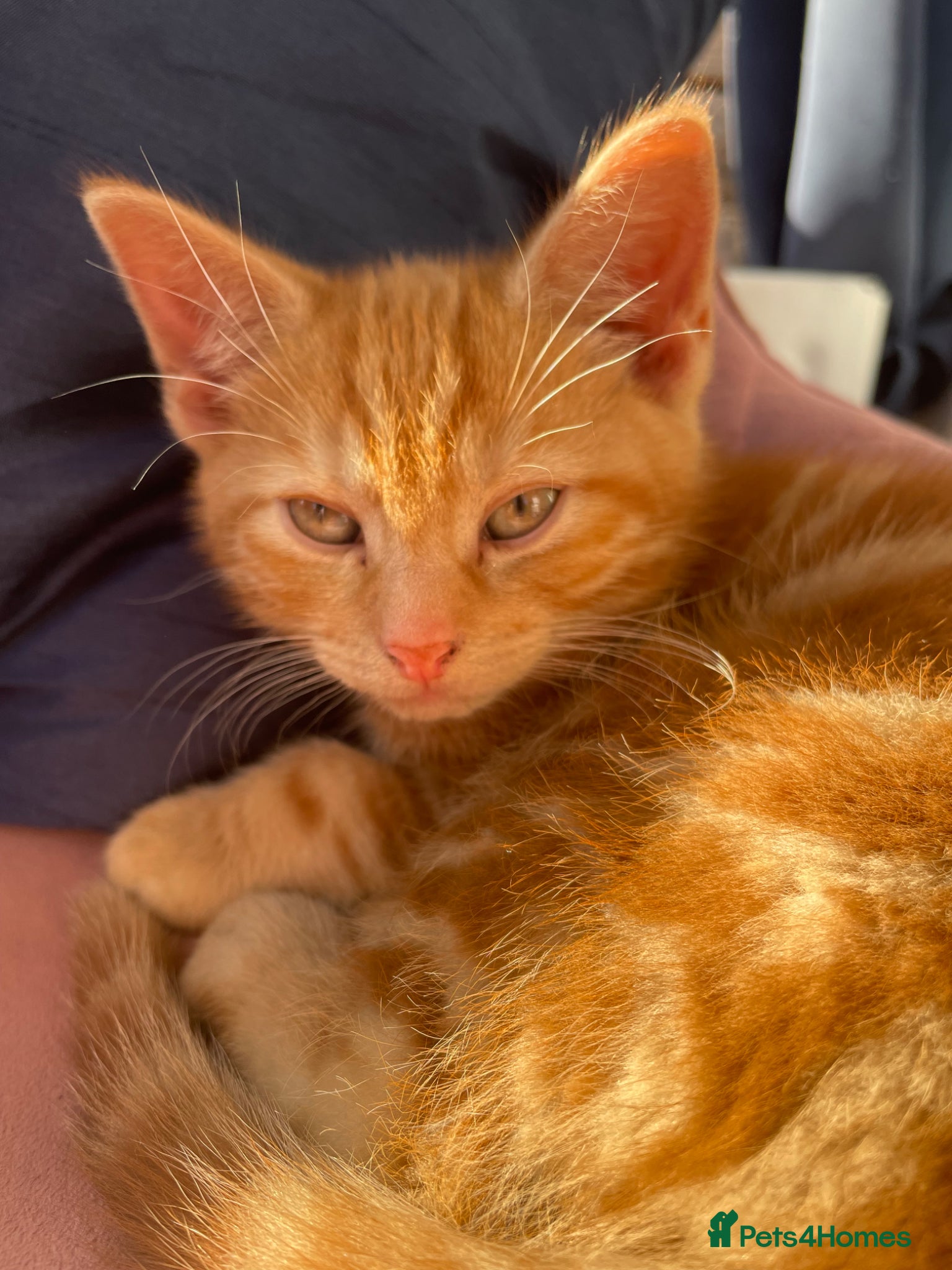 Mixed Breed cats 2 kittens remaining  - Advert 16