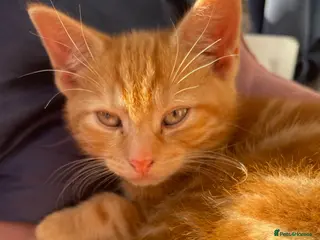 Mixed Breed cats 2 kittens remaining - Advert 16