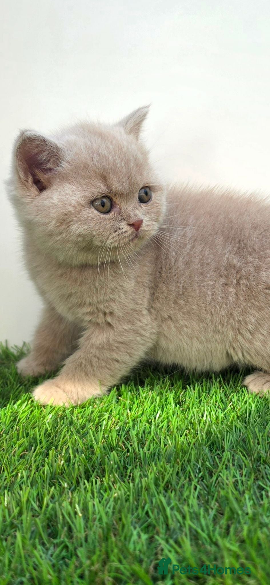 British Shorthair cats Beautiful British Shorthair Kittens Available  - Advert 3