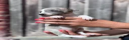 Whippet dogs for sale: Beautiful chunky KC blue fawn brindle whippet pups in Market Harborough - Advert 6