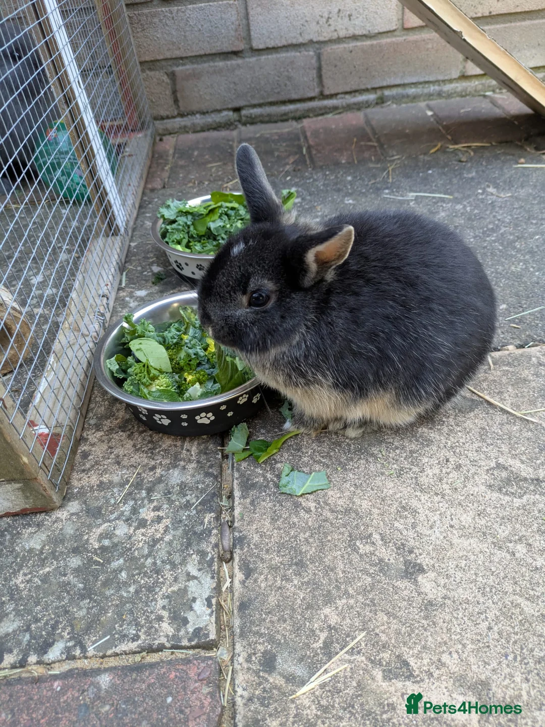 Netherland Dwarf rabbits for sale: 3 x Netherland Dwarf rabbits 9 weeks old - Advert 2