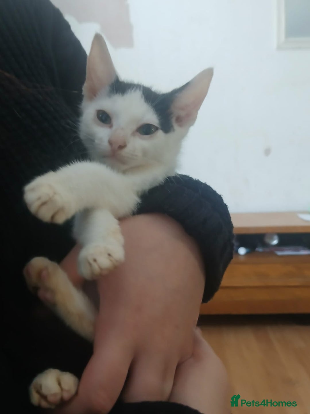 Domestic Shorthair cats for sale: 🐾 9 Beautiful Kittens - Image 26