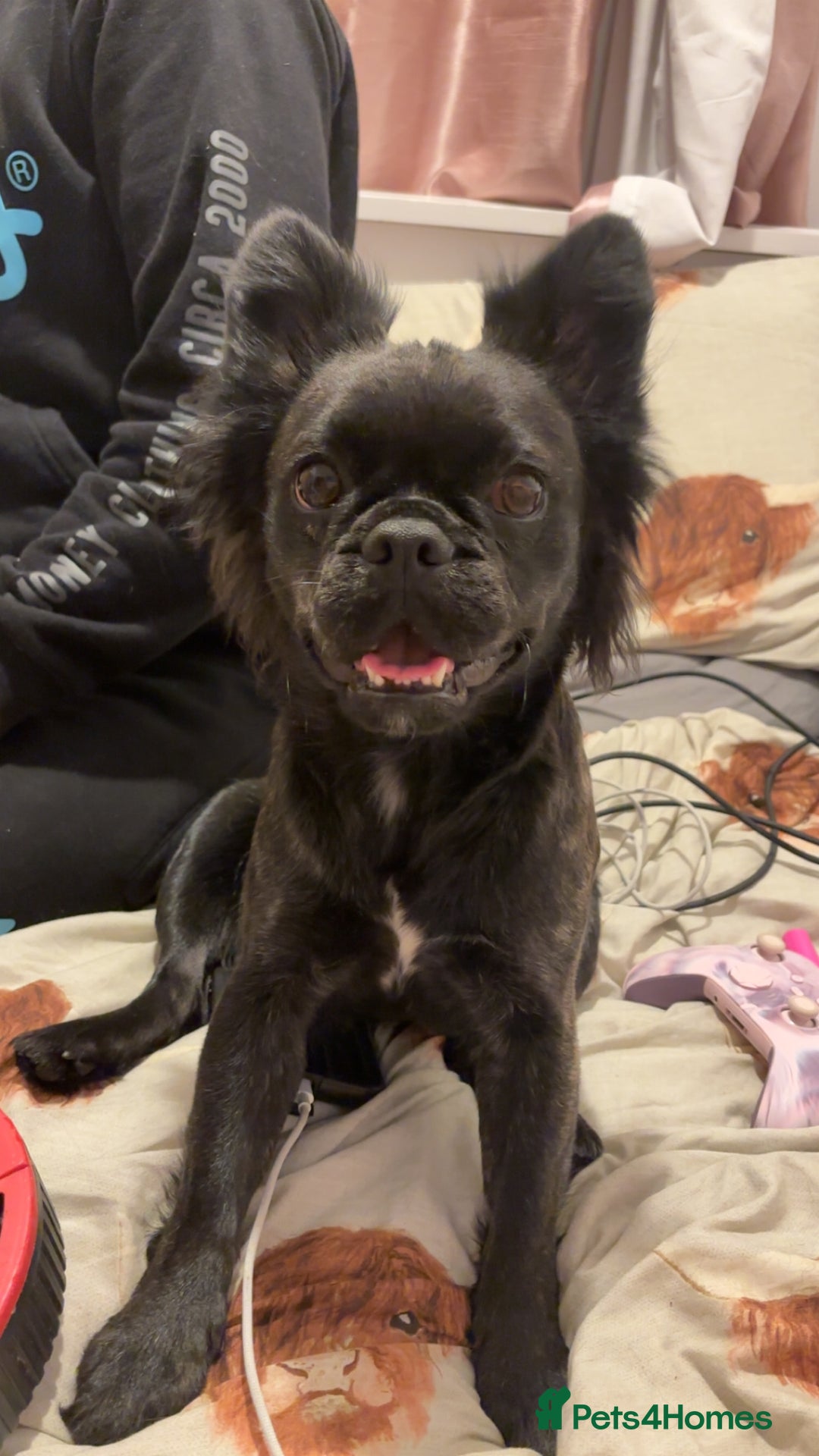 Frug dogs for sale: Frenchie cross pug  - Advert 5