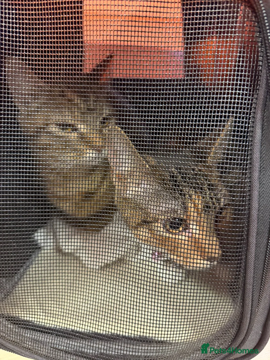 Domestic Shorthair cats for sale: Adorable 5-Month-Old Female Kitten Urgent Rehoming - Advert 3