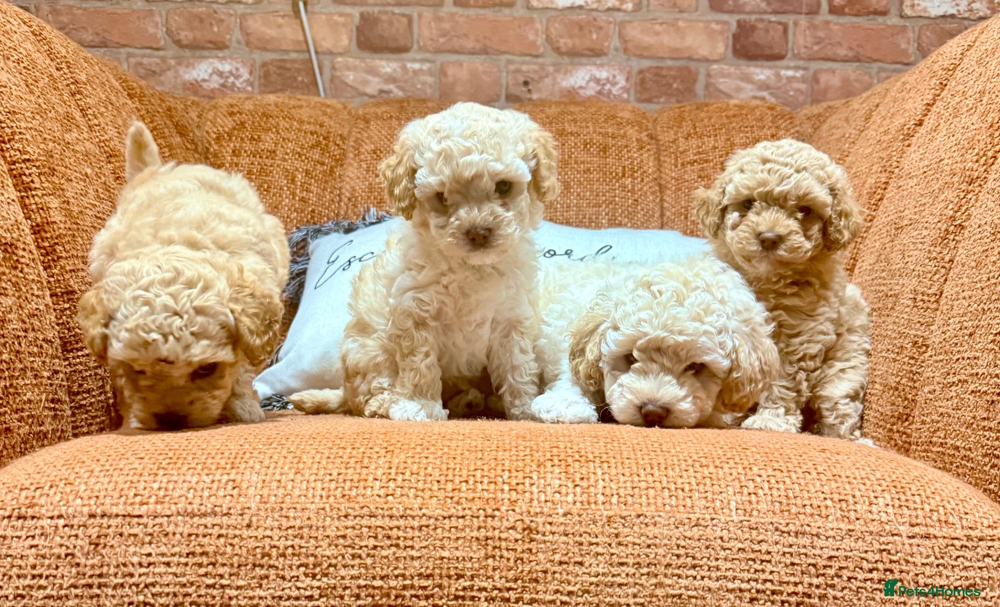 Cavapoo dogs Cavapoo Puppies – 3 Girls & 1 Boy for Loving Homes - Advert 2