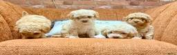 Cavapoo dogs for sale: 💙READY NOW💙  male cavapoo FHT  - Advert 7