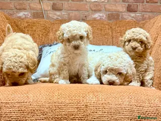 Cavapoo dogs Cavapoo Puppies – 3 Girls & 1 Boy for Loving Homes - Advert 1