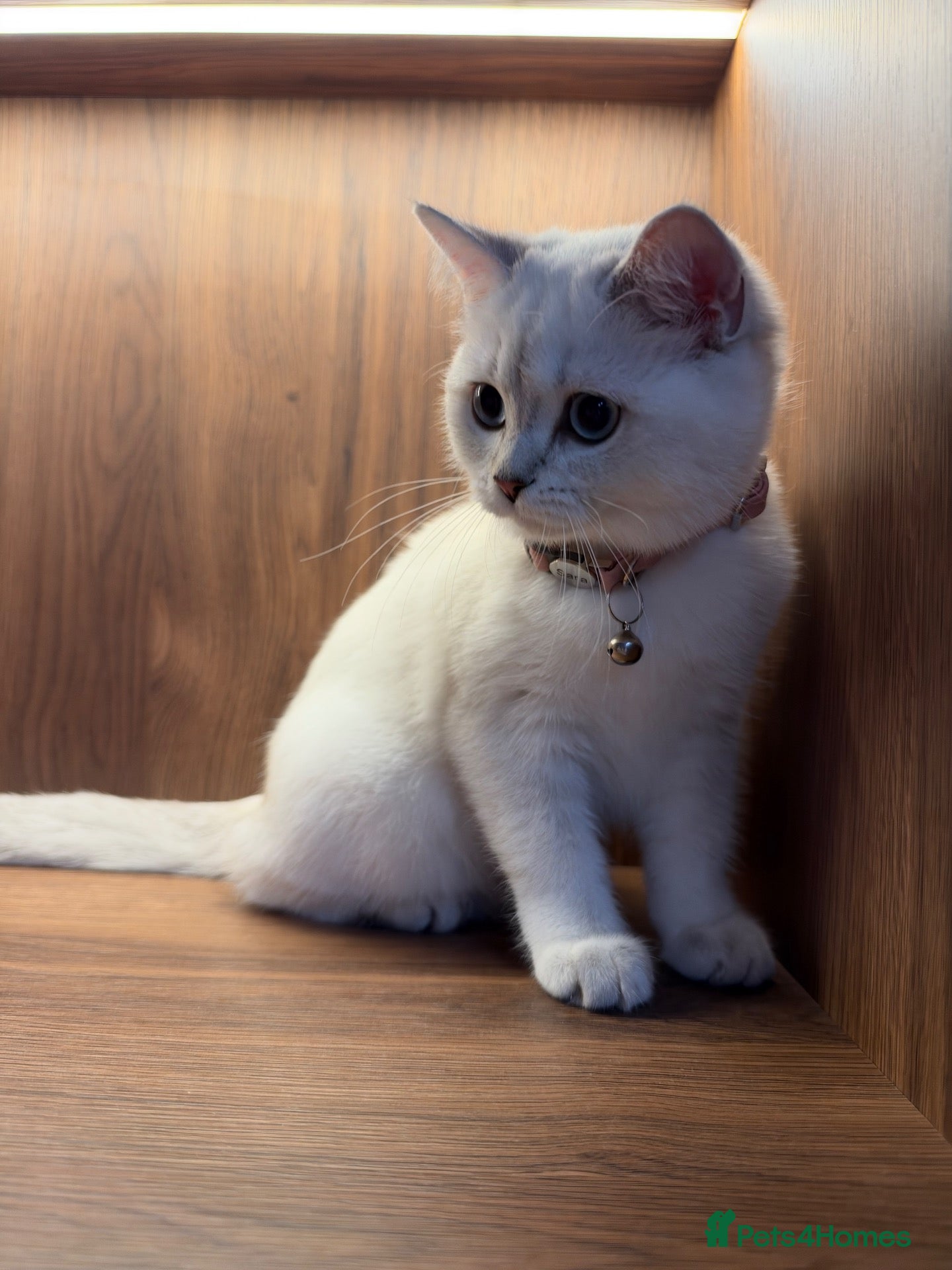 British Shorthair cats for sale: Cat for sale  - Advert 2